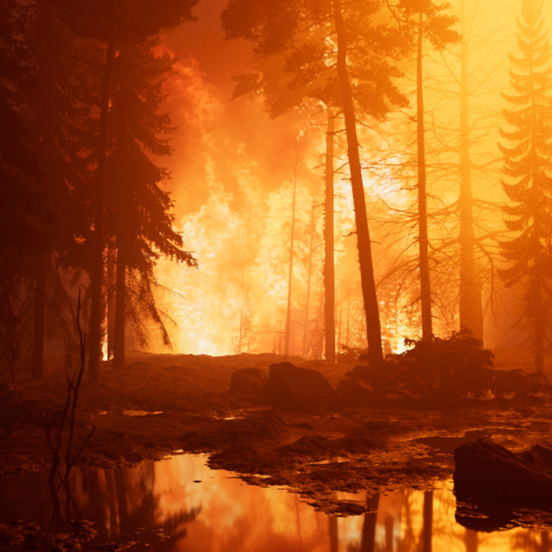 와일드파이어(불에 대한 명상) Wildfire (meditation on fire)관련 첨부 이미지